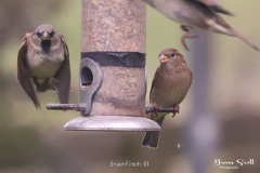 Greenfinch