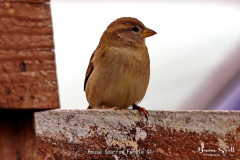 House Sparrow Female