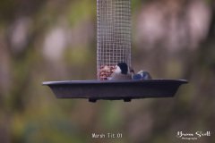 Marsh Tit