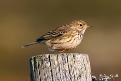 Meadow Pipit