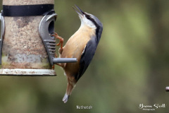 Nuthatch
