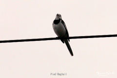 Pied Wagtail