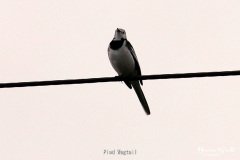 Pied Wagtail
