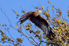 Red Kite