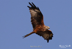Red Kite