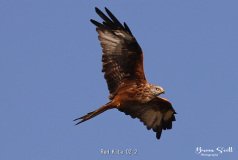 Red Kite