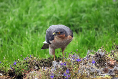 Sparrowhawk