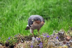 Sparrowhawk