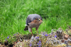 Sparrowhawk