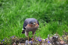 Sparrowhawk