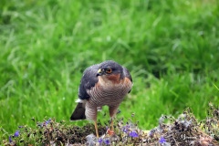 Sparrowhawk