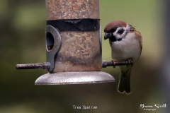 Tree Sparrow