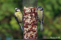 Blue Tit
