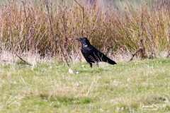 Carrion Crow