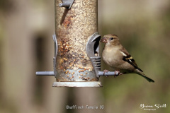 Chaffinch Female
