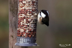 Coal Tit