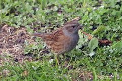 Dunnock