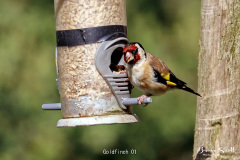 Goldfinch