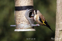 Goldfinch