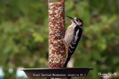 Great Spotted Woodpecker Juvenile