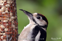 Great Spotted Woodpecker Juvenile
