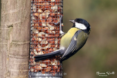 Great Tit