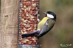 Great Tit