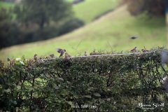 Hous Sparrows