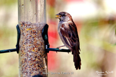 House Sparrow Female