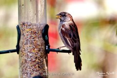House Sparrow Female