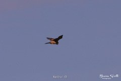 Kestrel