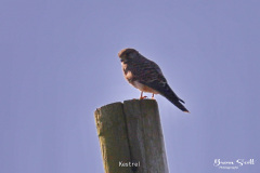 Kestrel