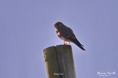 Kestrel
