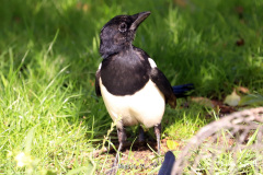 Magpie