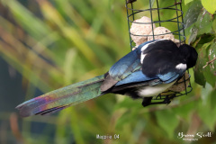 Magpie