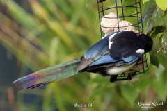 Magpie