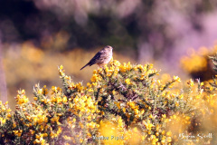 Meadow Pipit