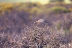Meadow Pippit