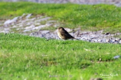 Meadow Pippit