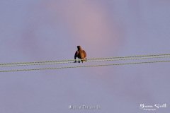 Mistle Thrush