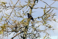 Raven