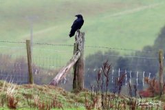 Raven