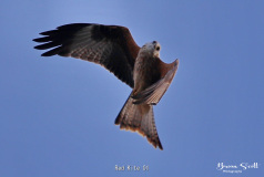Red Kite