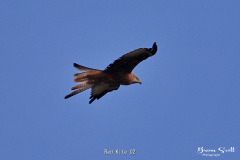 Red Kite