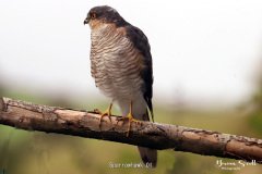 Sparrowhawk