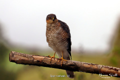 Sparrowhawk