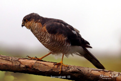 Sparrowhawk