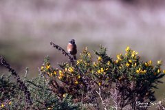 Stone Chat Male