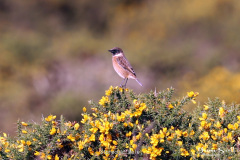 Stonechat Male