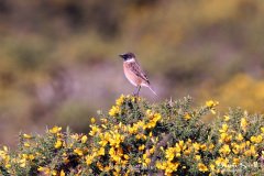 Stonechat Male